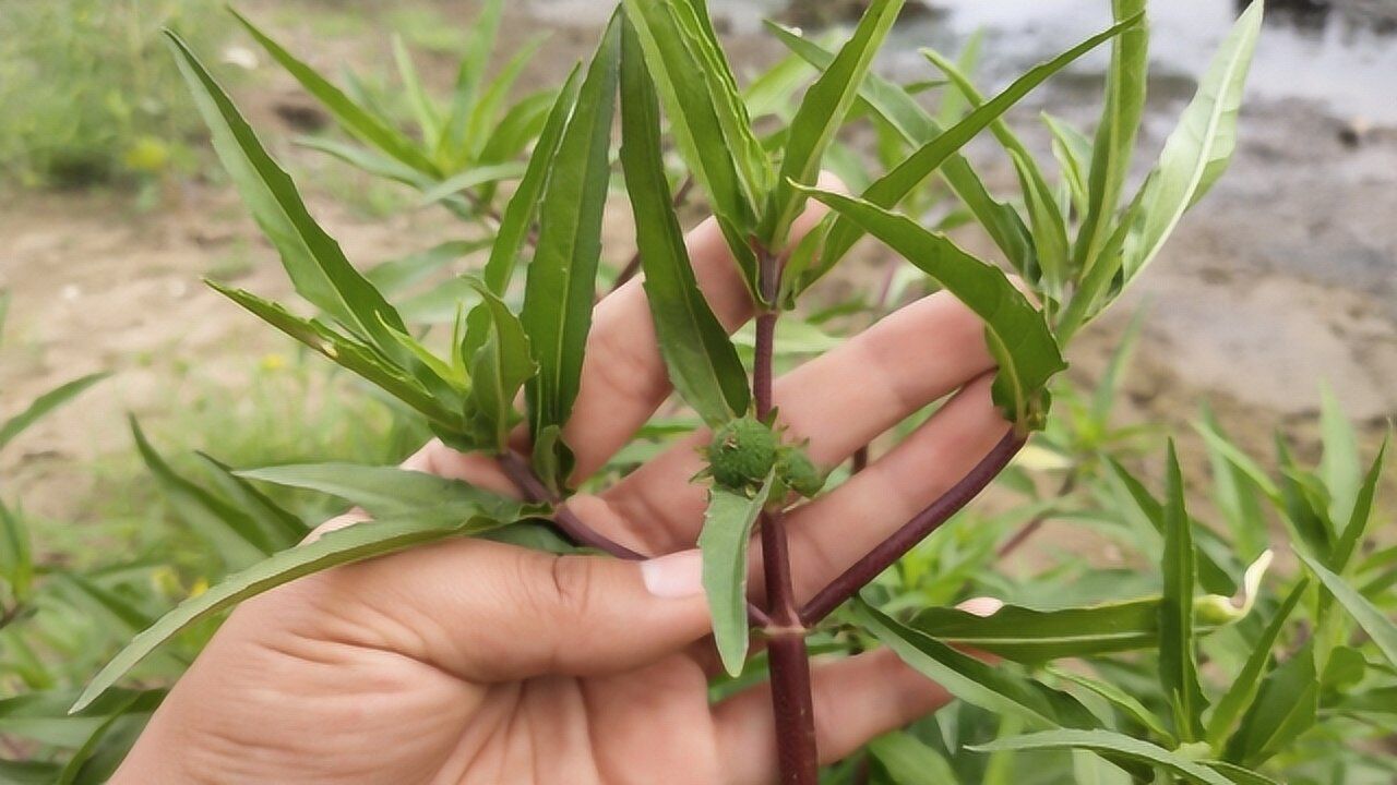 头发白,牙齿松动,刀伤?带你认识草本植物墨旱莲!