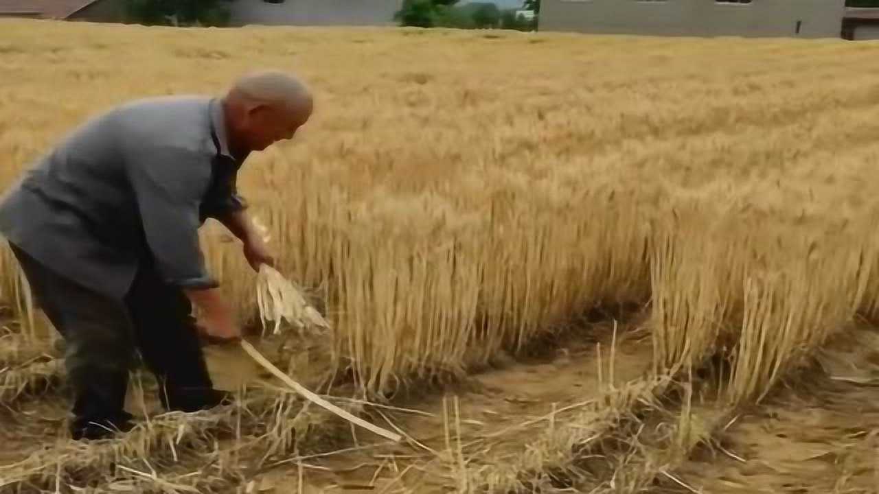 古老的方法割麦子_高清1080P在线观看平台_腾讯视频