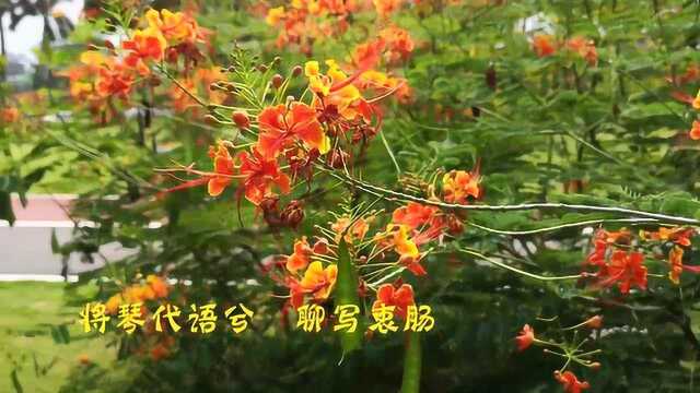 凤凰树下听琴曲,千古辞赋凤求凰