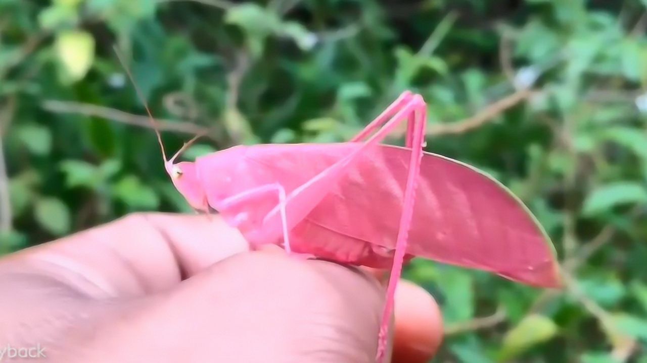 女子在花园发现罕见的粉色蚱蜢,颜值超高,但却极易被捕食!