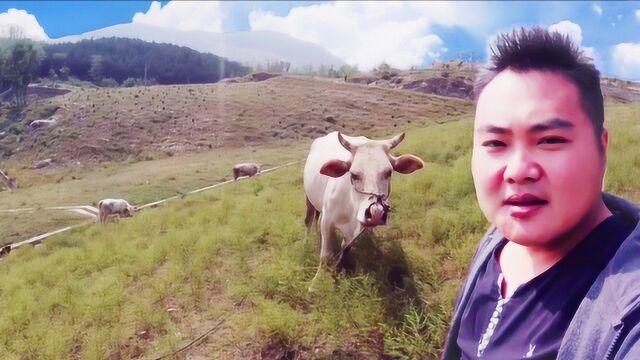 禹州麻地川风景区,山清水秀,牛羊成群,龙头水库,属实震撼了我