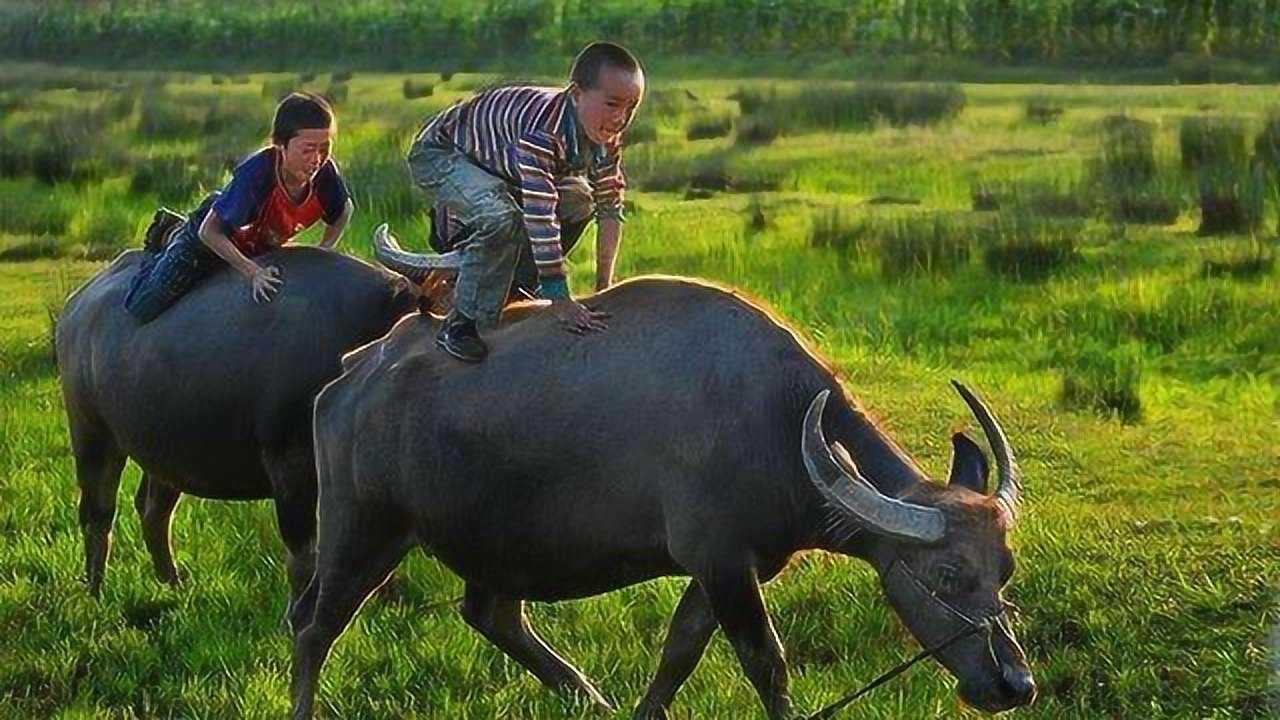 小丫小二郎,骑着牛儿上学堂,看来长大你也只能放牛了