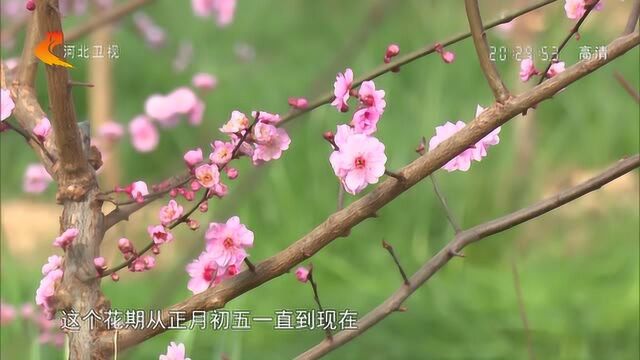 衡水:梅花吐蕊 暗香浮动迎春来