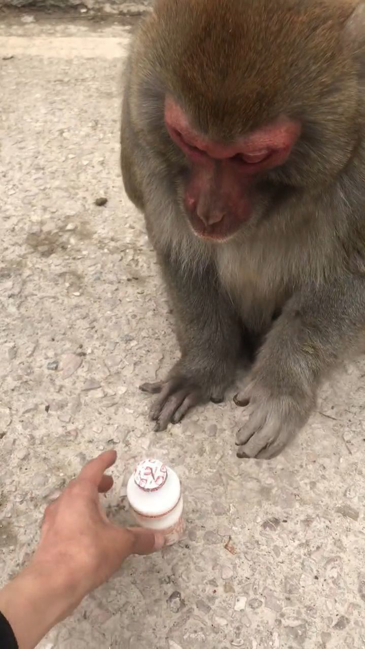 猴子的脾气大得很,看这模样太搞笑了!