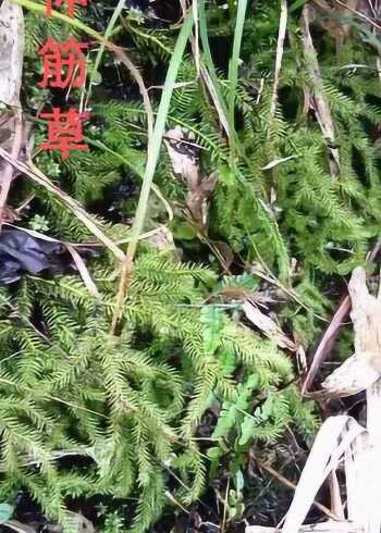 野生中草药――伸筋草,祛风除湿,通经活络,止痛除痹.