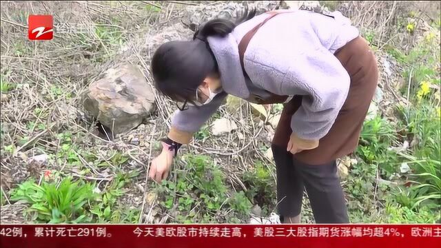 浙江象山:地产蓬蒿鲜嫩时 艾青食物做起来