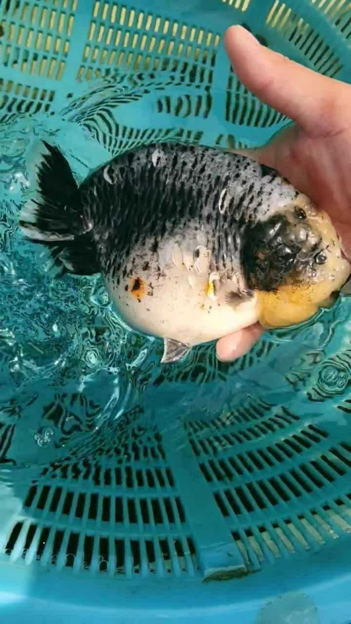 这条小鱼的肚子真的是太大了,不是太胖就是怀孕了