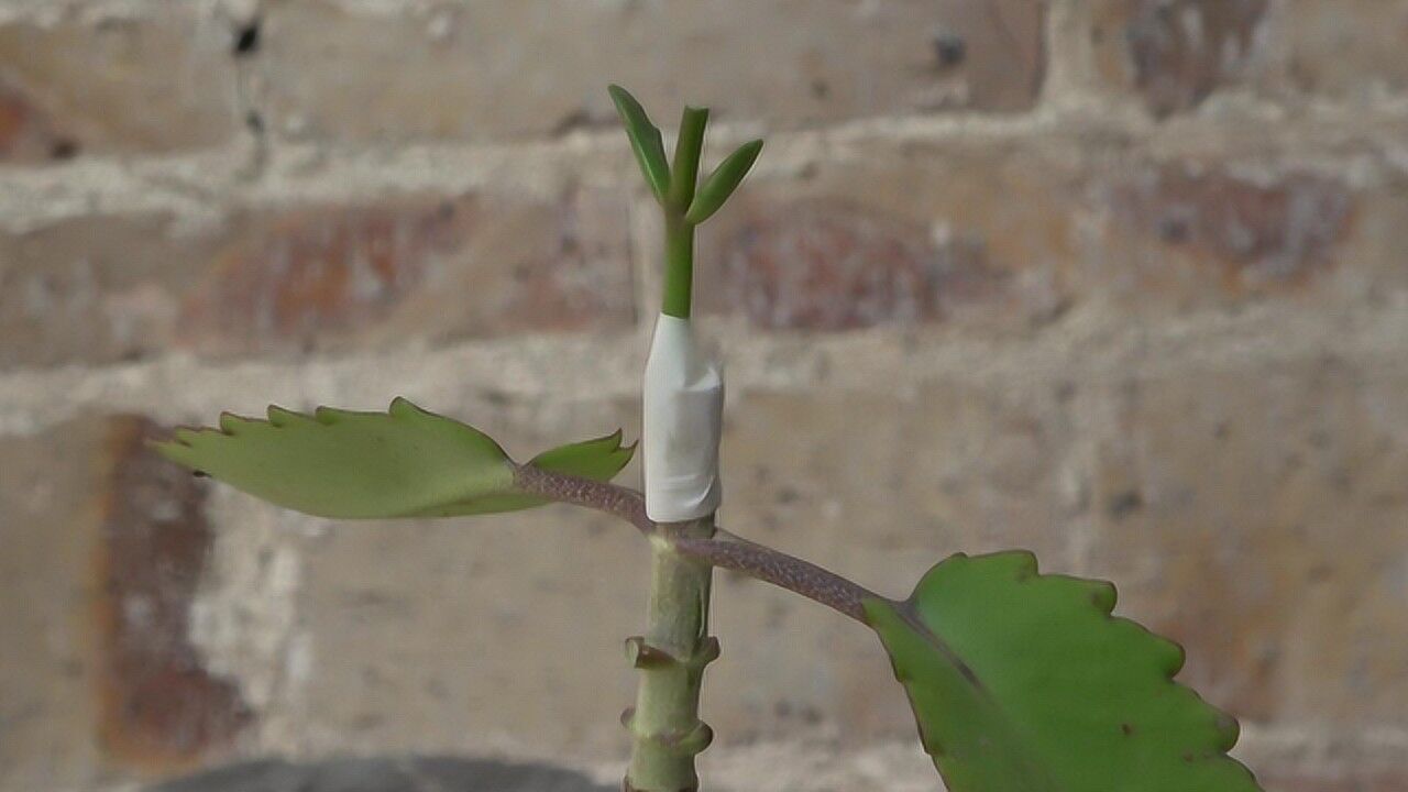 落地生根嫁接长寿花很简单,这个步骤,谁都可以操作