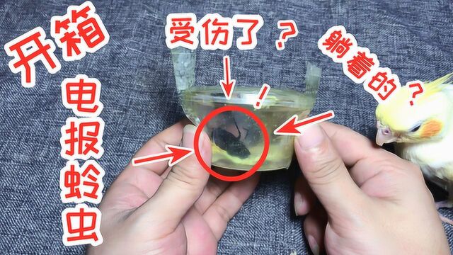 网购开箱“电报蛉虫”1只,这只虫子伤成这样,还能养活吗?