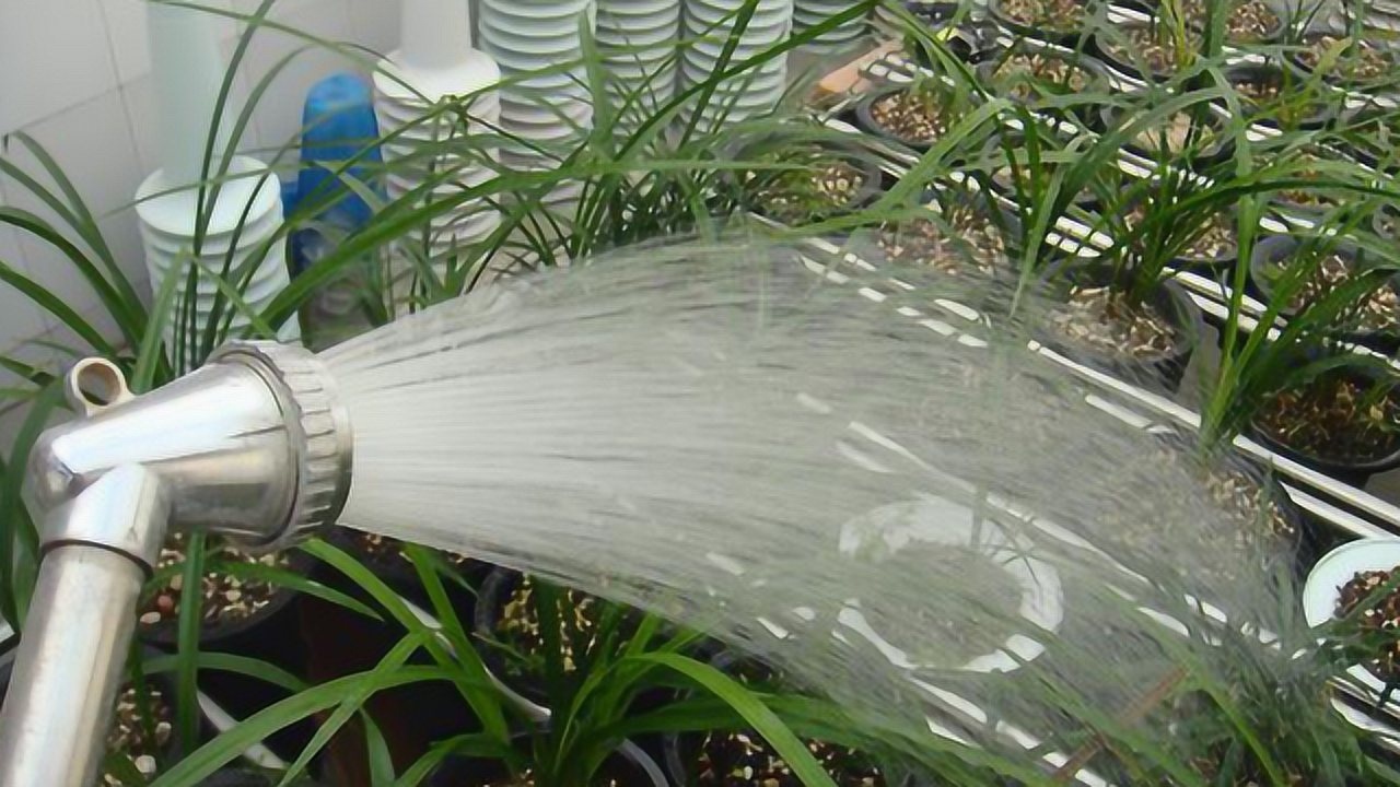 给兰花浇水有2个小秘密学到了兰花越养越旺