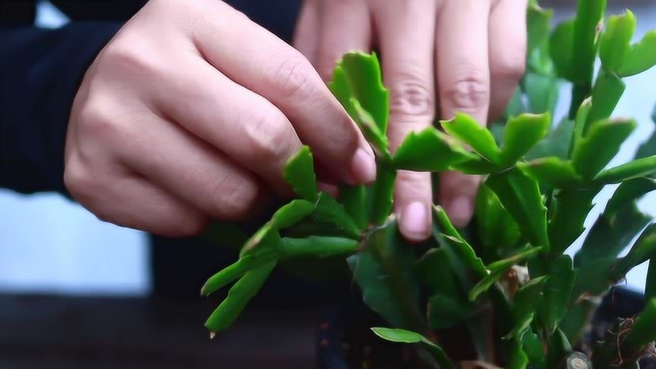 蟹爪兰怎么修剪,记住这一点,一年比一年开花多