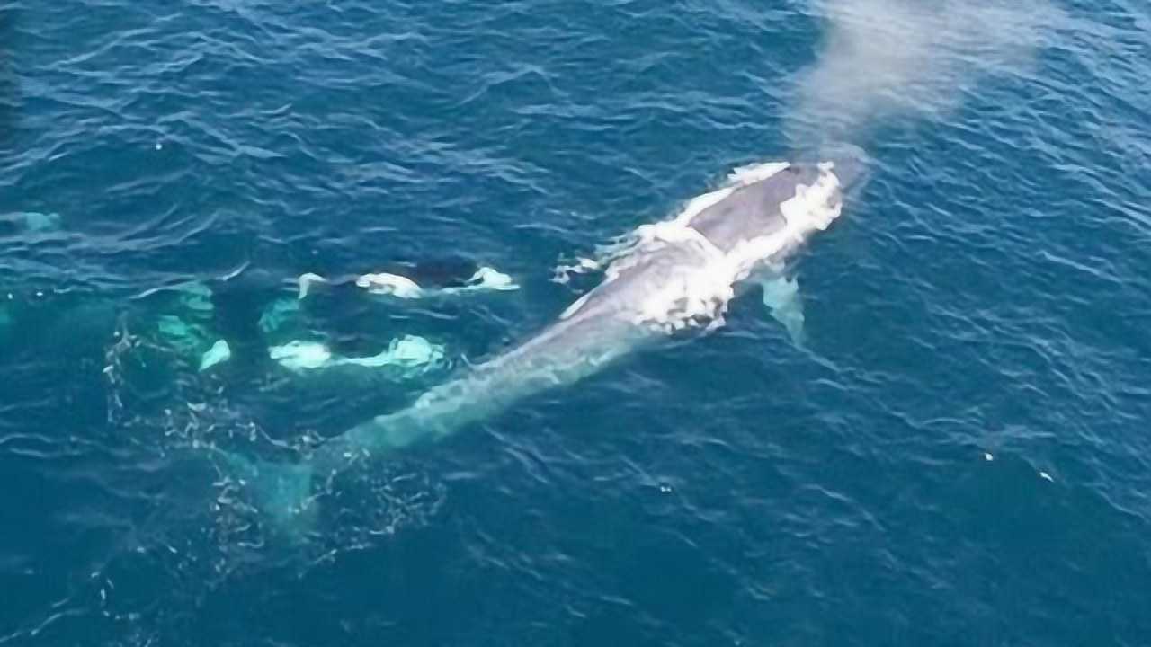 蓝鲸被虎鲸群捕杀巨大的蓝鲸连五秒钟都没撑到镜头记录全过程