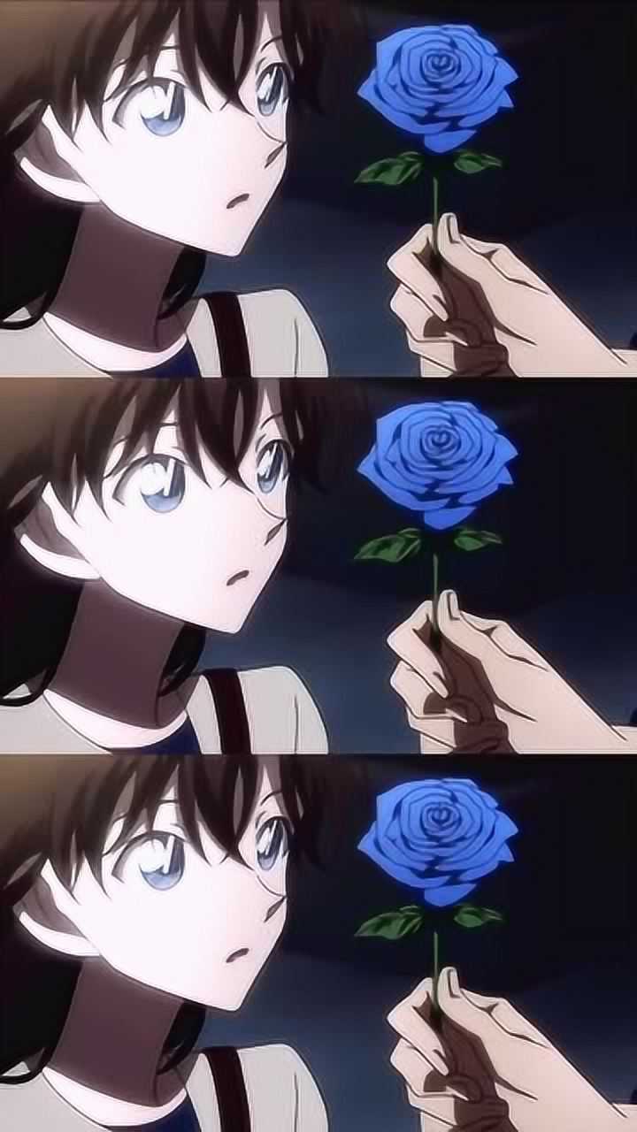 名侦探柯南快斗送别人红玫瑰送青子蓝玫瑰蓝玫瑰代表着清纯的爱恋啊