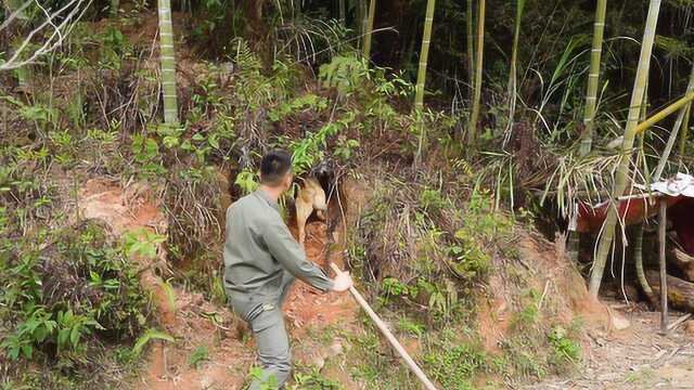 小伙带中华田园犬去放风,没想到小狗竟然会挖笋,瞬间被逗乐了