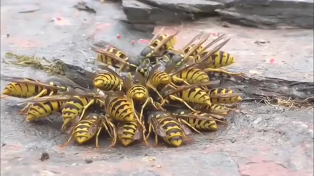 恐怖的虎头蜂单枪匹马抢夺蜂蜜pk马蜂群