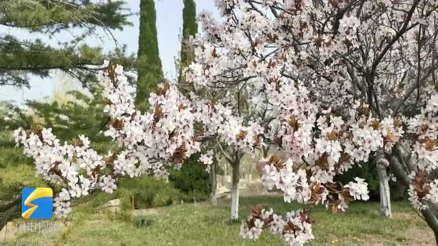 高校云赏花|花儿随风起舞,柳树抽出绿芽……滨州学院奏响春日舞曲