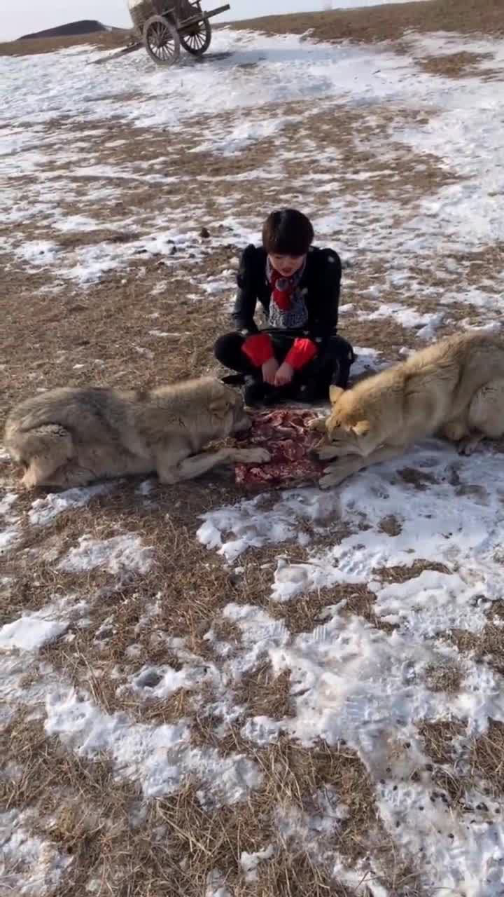 良心被狼吃了图片图片