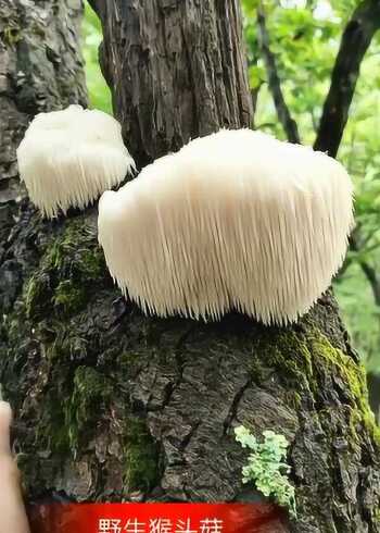 吉林小哥长白山采山,遇到野生猴头菇,这种菌类味道鲜美