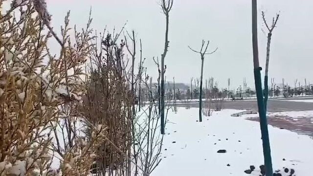 一场春雪润洮州