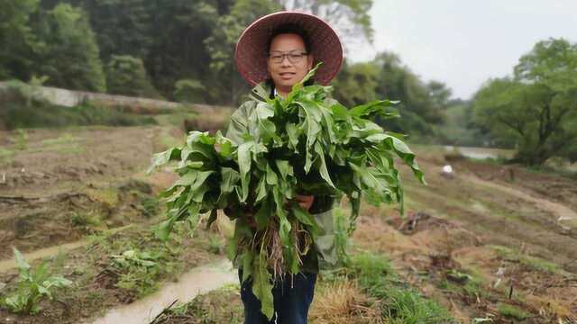 田野里酸模疯长,小伙一拔一大把,拿回去做菜吃,这野菜你见过吗