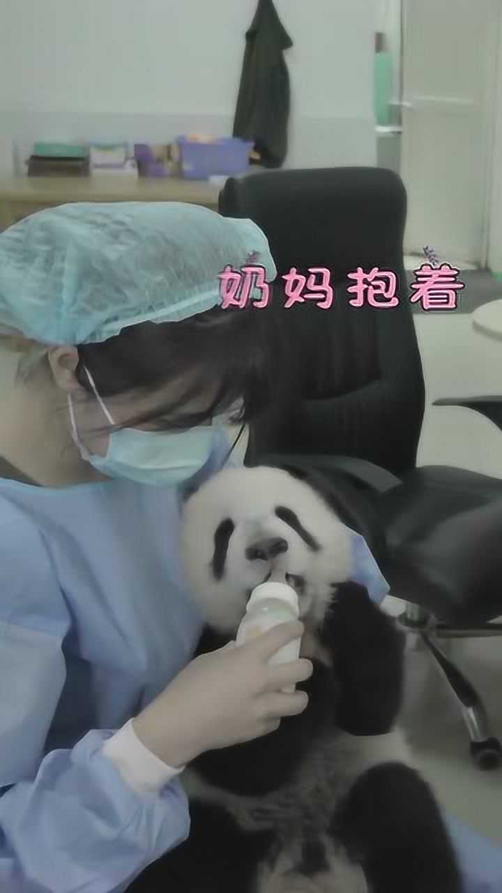 国宝的待遇就是不一样有温柔的奶妈喂奶喝要不要太幸福了