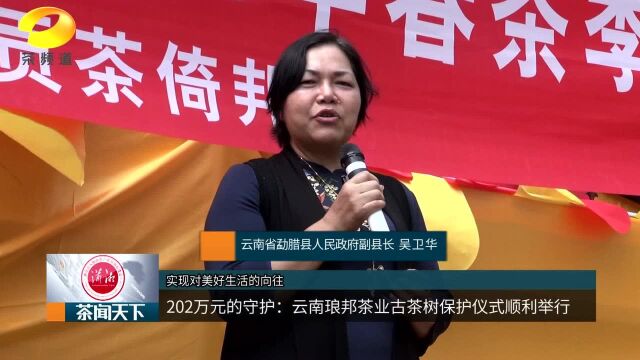 202万元的守护:云南琅邦茶业古茶树保护仪式顺利举行