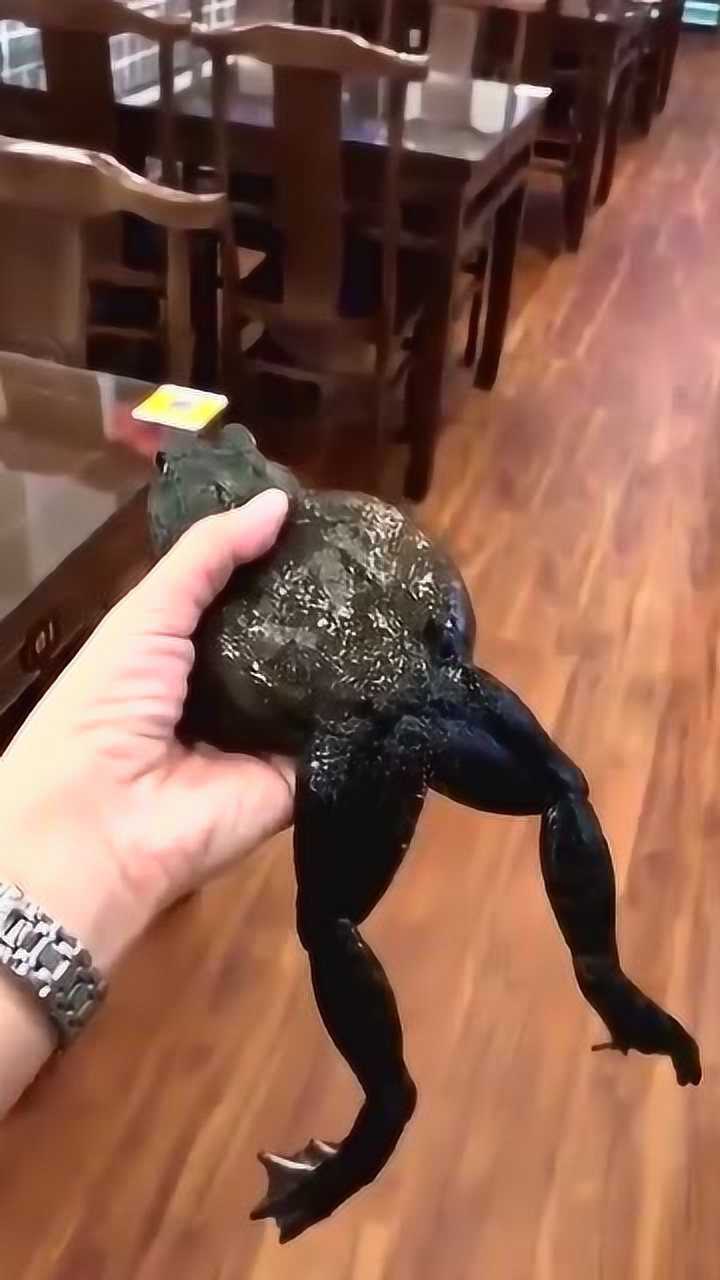 这是牛蛙吗?长得跟癞蛤蟆似的,让人都不敢靠近.