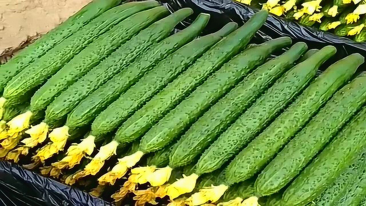 这种带花的黄瓜,绝对是最好吃的了!买菜的时候就挑这样的!