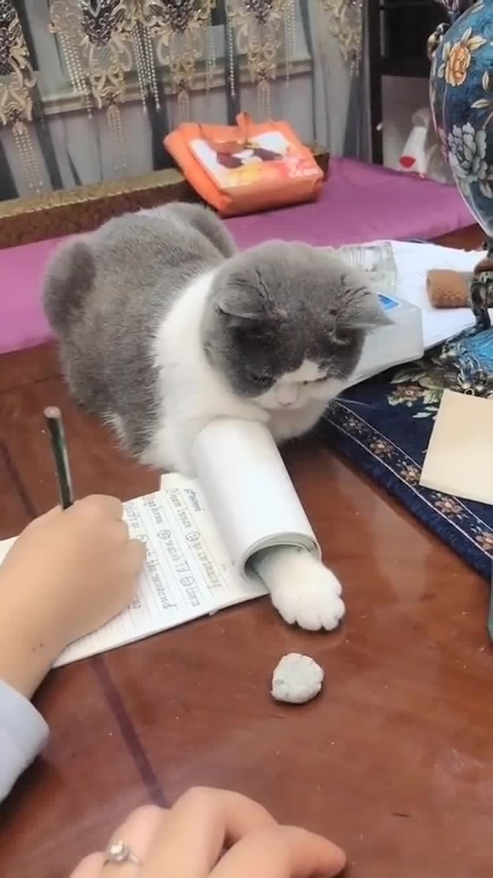 猫够不着快来帮我一下_高清1080P在线观看平台_腾讯视频