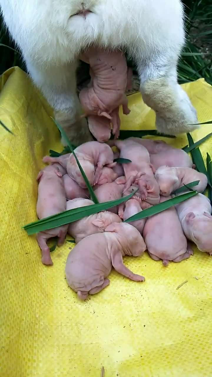 刚生出来的兔宝宝一个个晶莹剔透的像小精灵一样