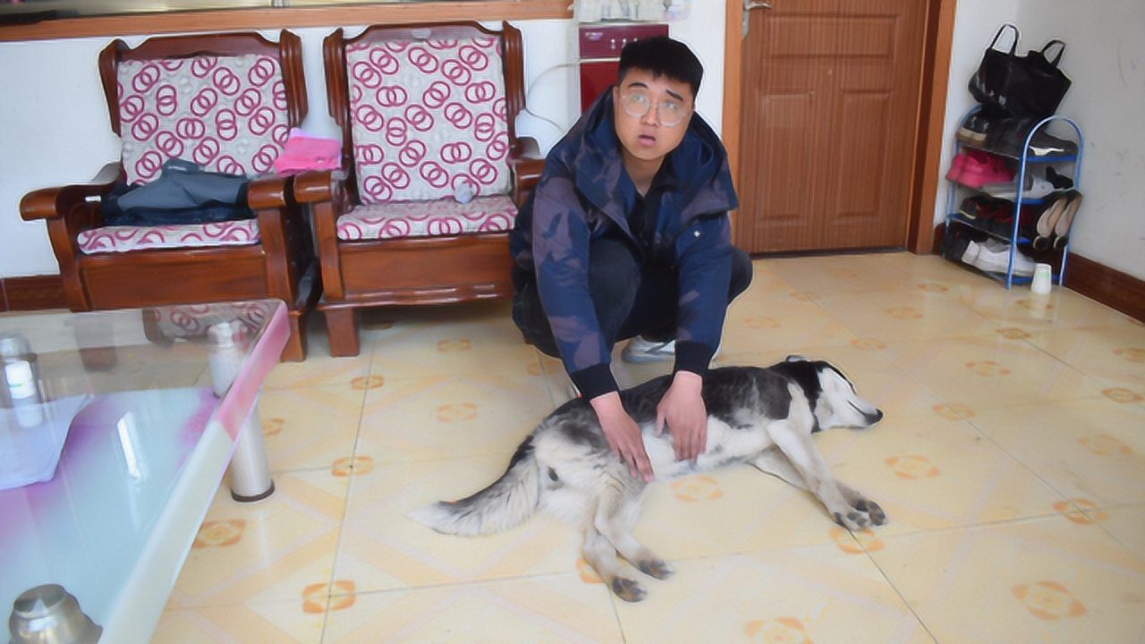 哈士奇怀孕了说肚子疼小吉直接判断为早产可把二哈气坏了