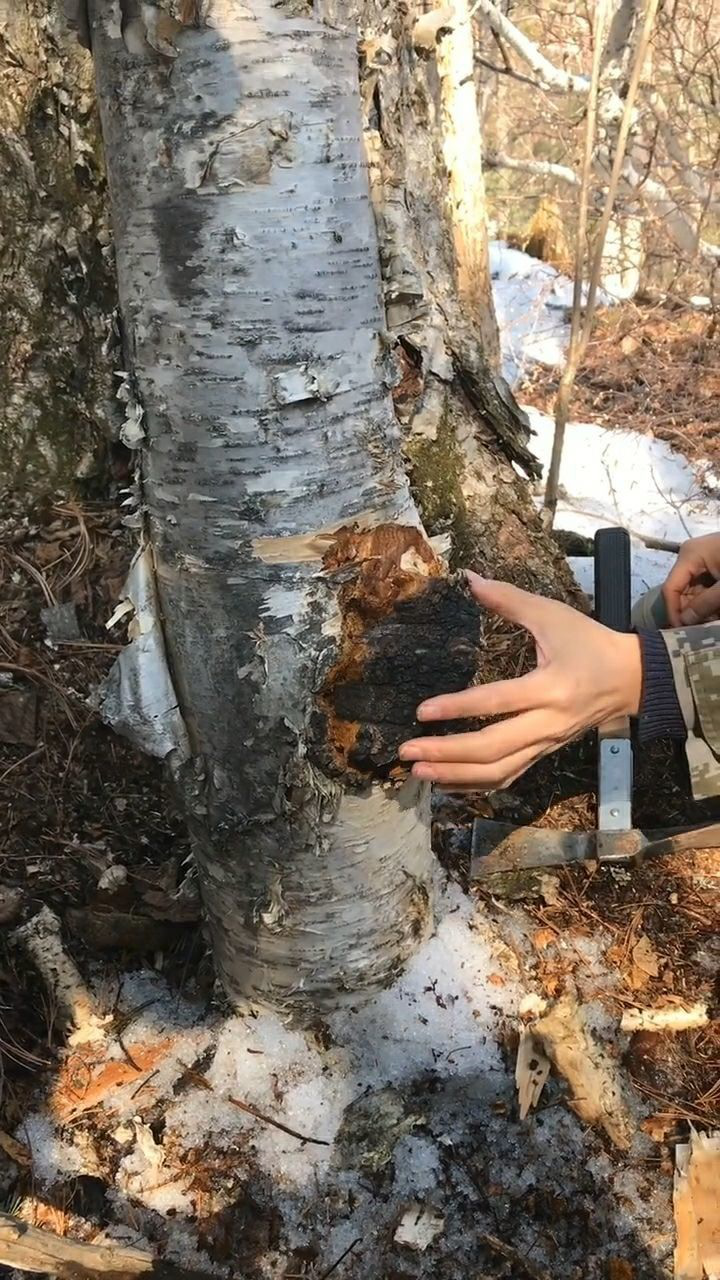 这个桦树茸的营养都集中在这里盘它