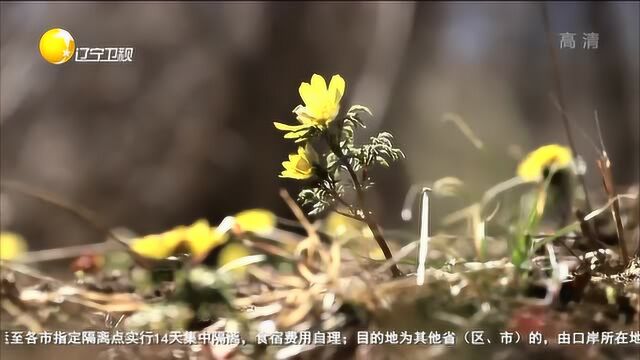 鞍山市岫岩满族自治县百花争艳