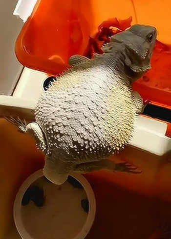 这只白蜥蜴吃的太多了,它晚上还要来偷吃东西