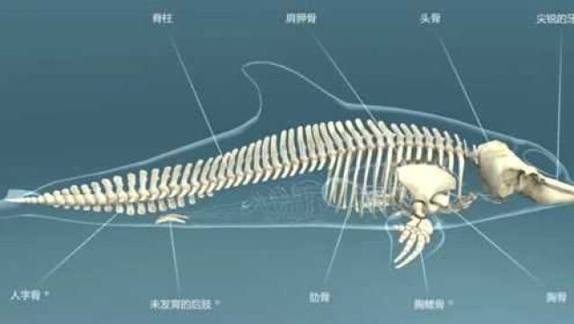 生物篇 宽吻海豚是海洋哺乳类动物,3D它们使用超声波进行定位