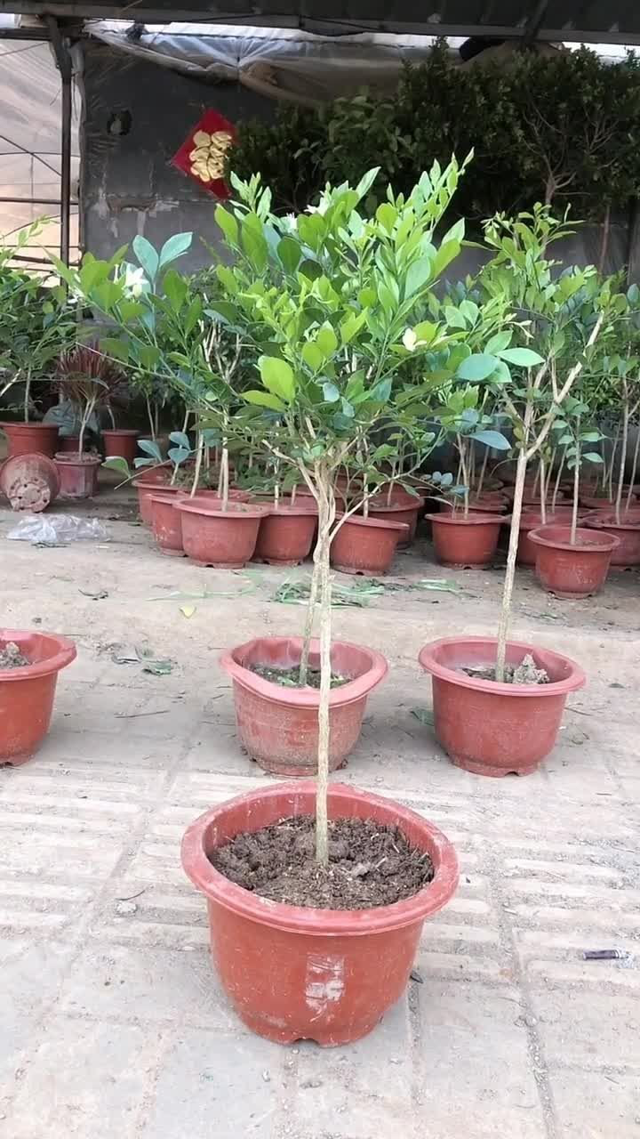 这是独杆九里香我已经种植了很久了非常漂亮