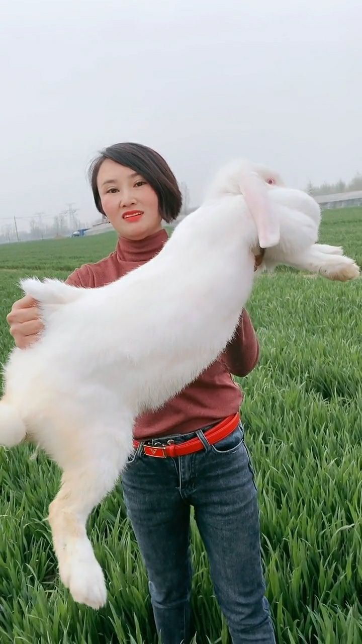 看看这雪白的兔子,我把它们照顾的很好,按时洗澡