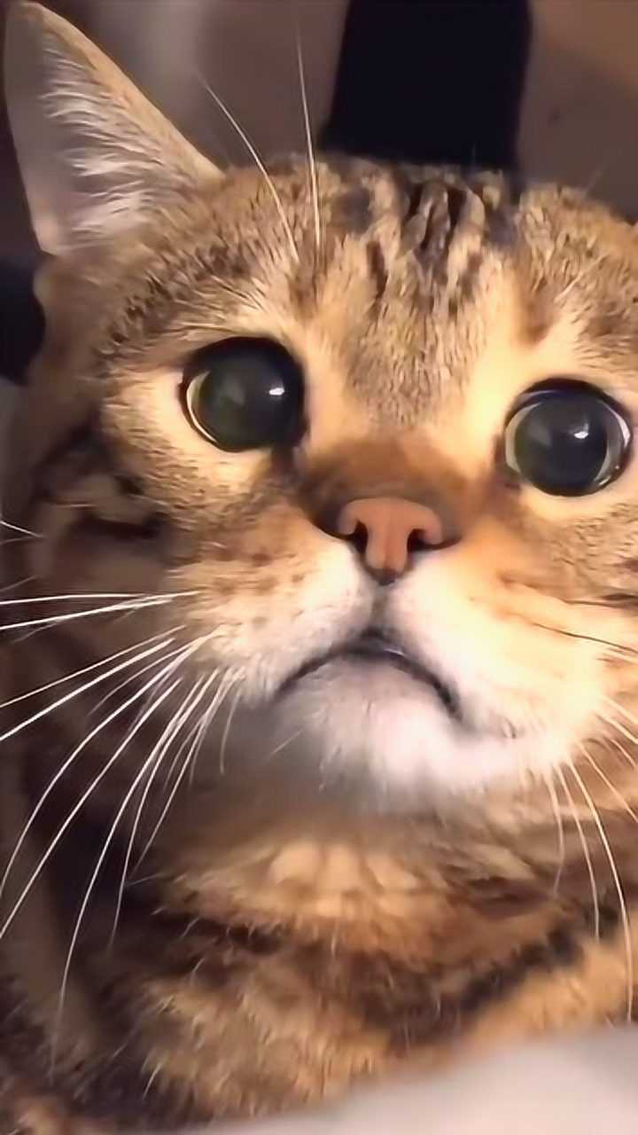 小猫咪这表情可不可爱啊,委屈巴拉的小眼神,萌萌哒搞笑的喵星人