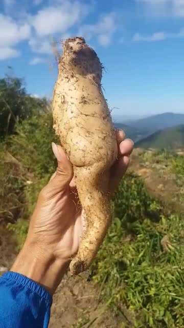 今天挖的野生粘山药云南的粘渣渣是用这个做的三农
