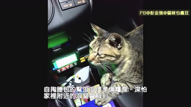 爱猫司机打造猫咪计程车