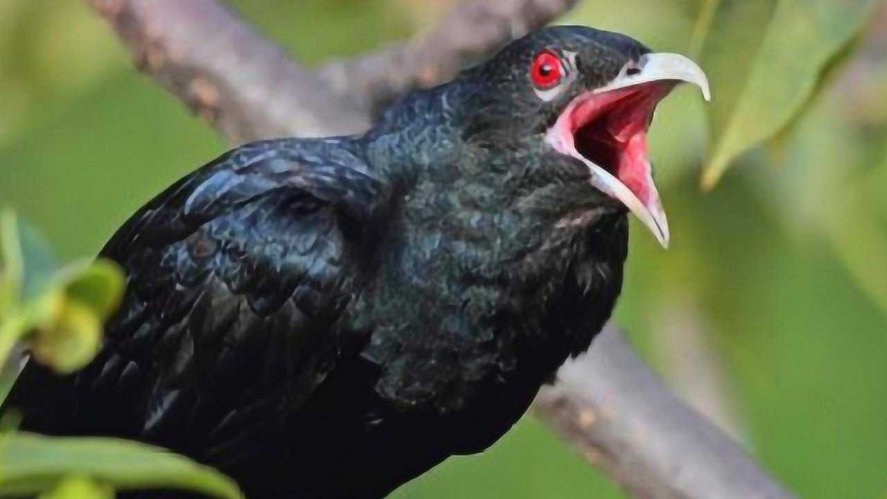 叫声恐怖的"鬼鸟",民间又叫它"冤魂鸟",来听听这恐怖叫声!