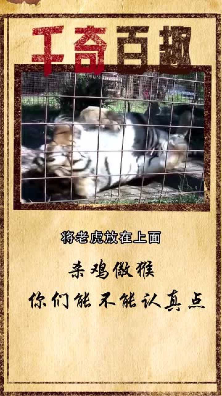 杀鸡骇猴图片