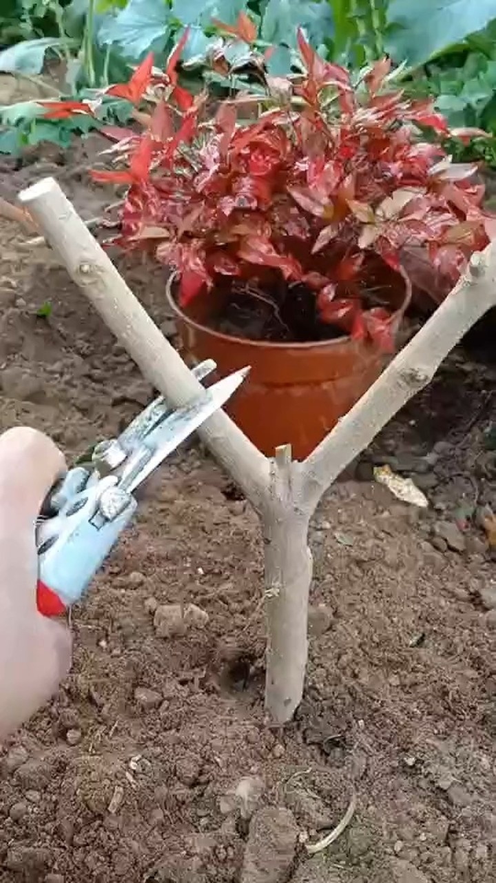 嫁接桂花教程,你关注我教你学会嫁接.