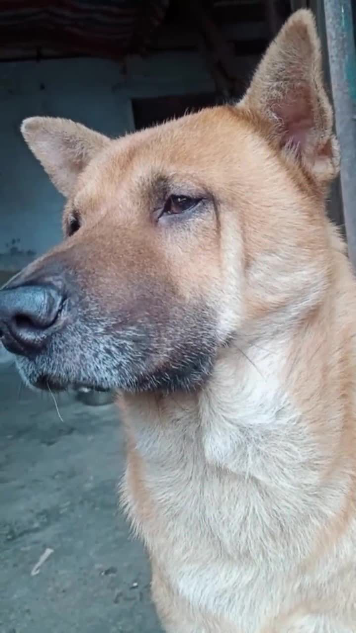 养了8年的土狗胡子差不多全白了