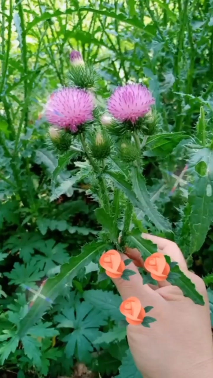 我们这叫刺刺牙青叶揉一揉塞鼻孔可止血你们那里叫什么