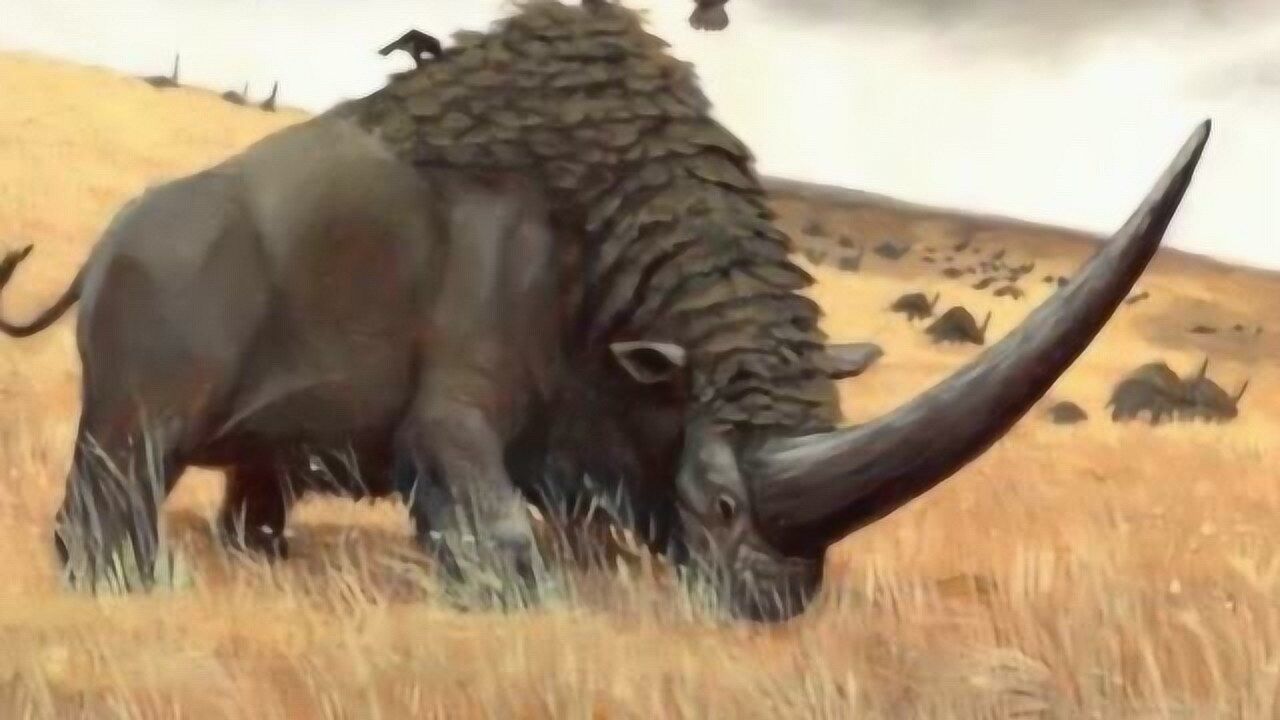 板齿犀这种被称为"西伯利亚独角兽",是古代犀牛物种,战斗力极强!