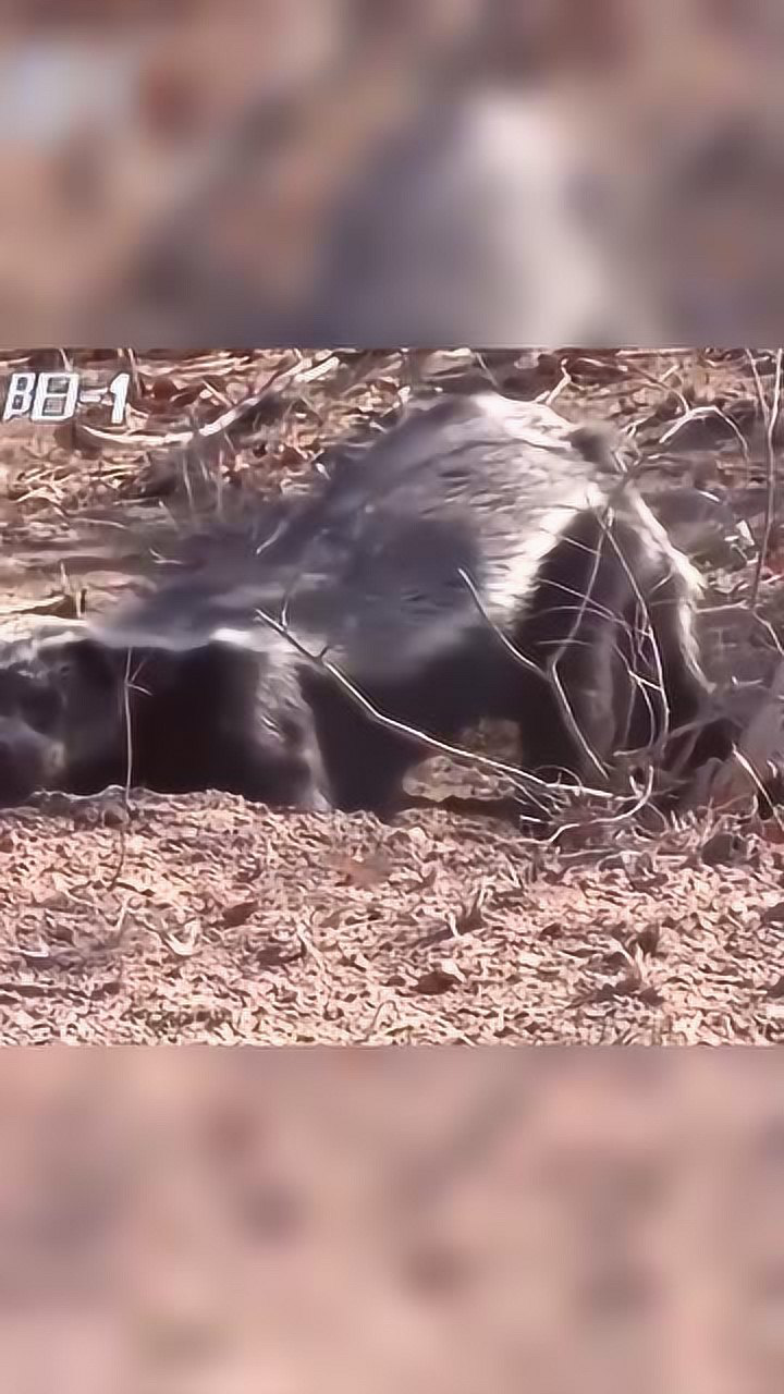 好落魄!平頭哥實在餓到不行了,在野外挖樹根吃