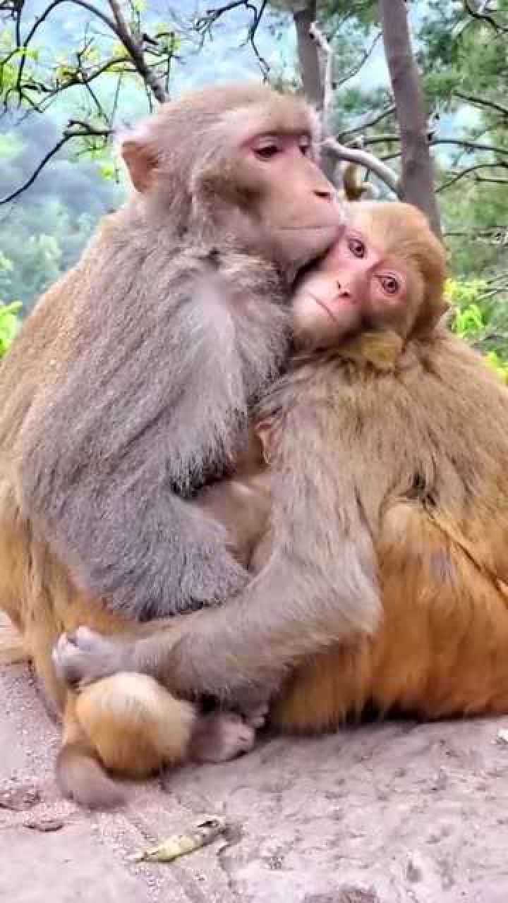两只情侣丑猴子图片图片