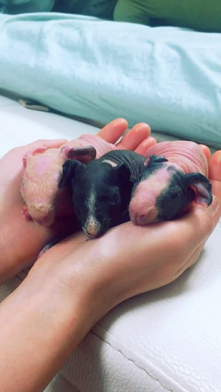 小荷兰猪终于出生了,一包三胎,希望它们健康长大