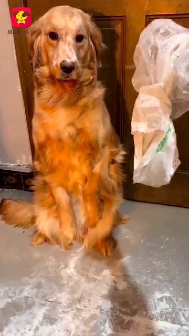 狗狗:主人我错了,请原谅我吧,下次不敢了!